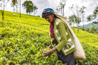 NUWARA ELIYA, SRI LANKA - 15 Şubat 2020: Nuwara Eliya, Sri Lanka 'daki çay tarlasında çay toplayan kadın