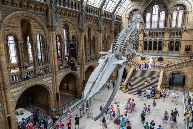 LONDON, İngiltere - 18 Haziran 2022: Londra Doğal Tarih Müzesi ve Londra 'daki ana salonda mavi balina iskeleti