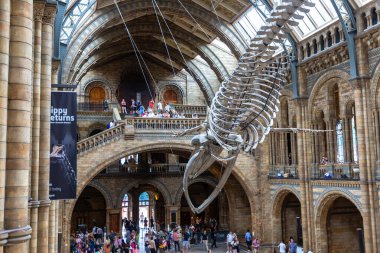 LONDON, İngiltere - 18 Haziran 2022: Londra Doğal Tarih Müzesi ve Londra 'daki ana salonda mavi balina iskeleti