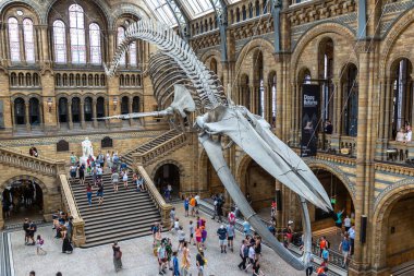 LONDON, İngiltere - 18 Haziran 2022: Londra Doğal Tarih Müzesi ve Londra 'daki ana salonda mavi balina iskeleti
