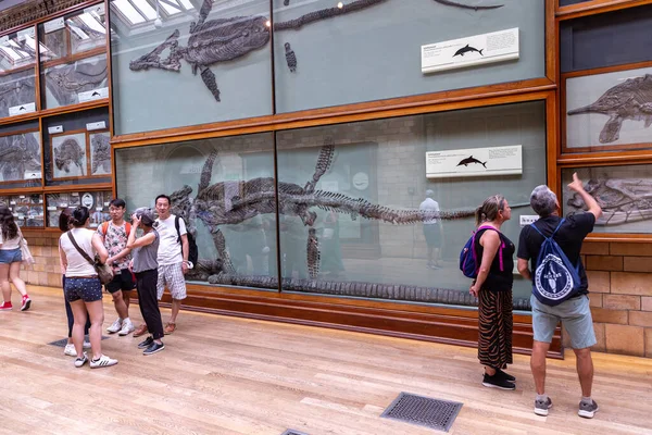 London June 2022 Interior Natural History Museum London — Stock Photo, Image
