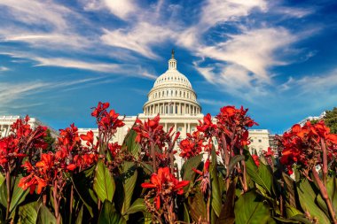 ABD Kongre Binası ve Gladiolus çiçekleri Washington DC, ABD 'de bir yaz günü