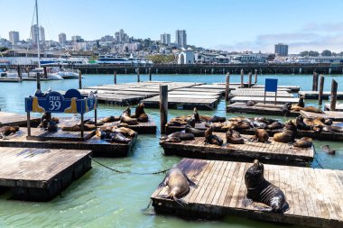 Deniz aslanları Pier 39 San Francisco, Kaliforniya, ABD