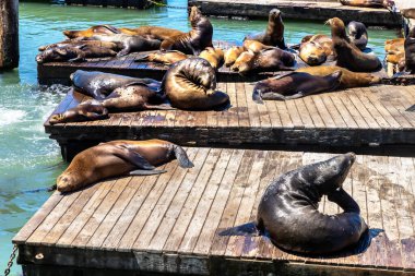 Deniz aslanları Pier 39 San Francisco, Kaliforniya, ABD