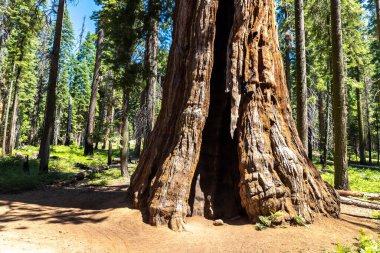 Sequoia Ulusal Parkı 'ndaki Giant Sequoia, ABD
