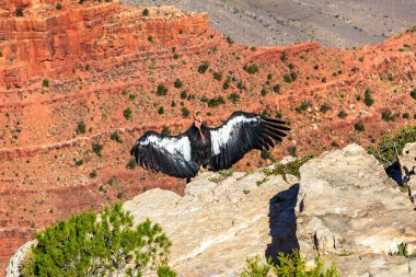Kaliforniya Condor Grand Canyon Ulusal Parkı güneşli bir günde, Arizona, ABD