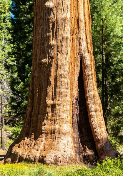 Gigantyczna Sequoia Parku Narodowym Sequoia Kalifornii Usa — Zdjęcie stockowe