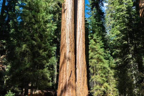 Séquoia Géant Dans Parc National Sequoia Californie États Unis — Photo