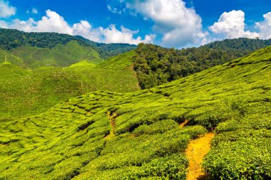 Güneşli bir günde çay tarlalarının panoramik manzarası
