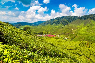 Güneşli bir günde Panoramik çay tarlalarına yakın çekim