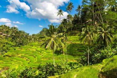 Bali, Endonezya 'da Tegallalang pirinç tarlası güneşli bir günde