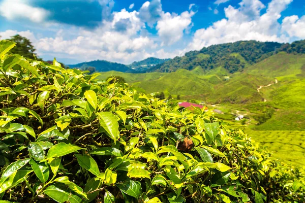 stock image Close-up Panoramic view of Tea plantations in a sunny day