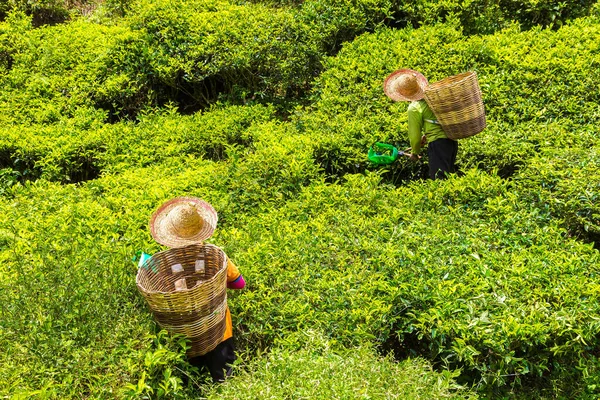 stock image Worker picking tea leaves in tea plantation in Cameron Highlands, Malaysia