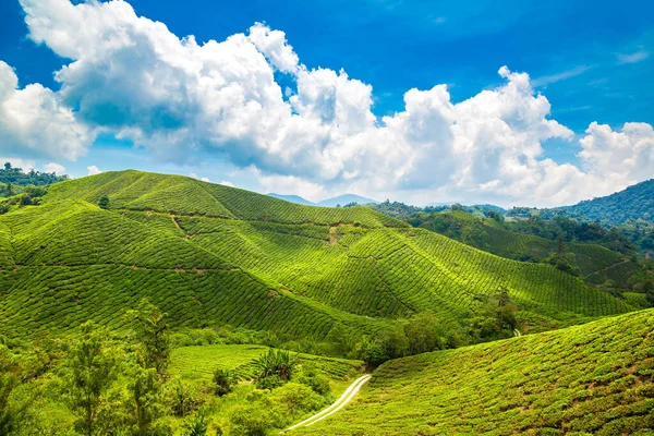 Панорамный Вид Чайные Плантации Солнечный День — стоковое фото