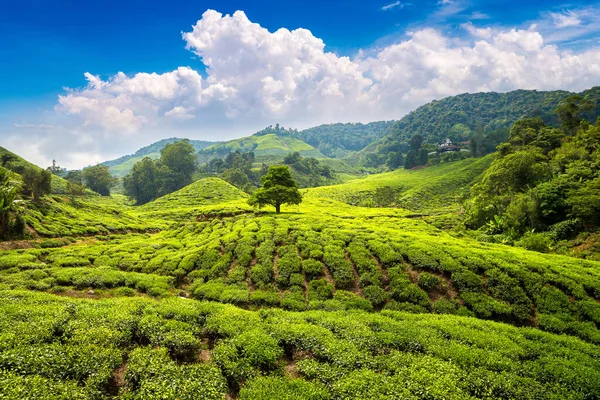 Panoramic View Tea Plantations Sunny Day — Stock Photo, Image