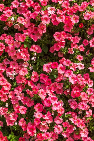 여름철에는 분홍빛의 페튜니아꽃 배경을 이루고 — 스톡 사진
