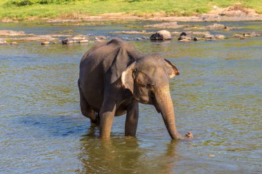 Güneşli bir günde Sri Lanka 'nın merkezinde tek bir fil.