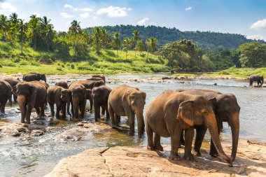 Sri Lanka 'da yaz günü fil sürüsü