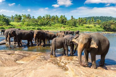 Sri Lanka 'daki Fil Yetimhanesi' nde fil sürüsü
