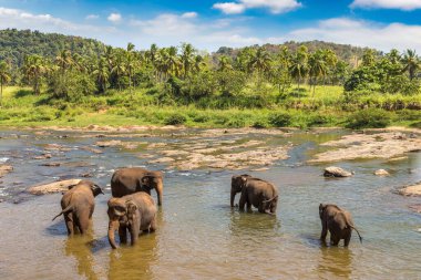 Herd of elephants at the river in central Sri Lanka in a summer day