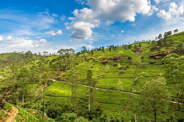 Theeplantages Nuwara Eliya Sri Lanka — Stockfoto