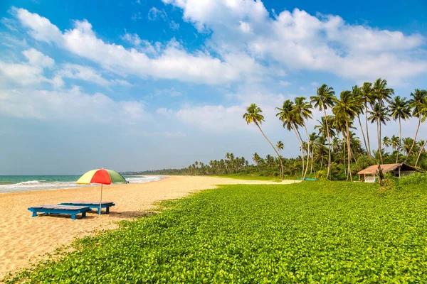 Sri Lanka Güneşli Bir Günde Shinagawa Tropikal Plajı — Stok fotoğraf