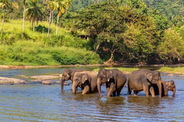 Стадо Слонов Реки Шри Ланке — стоковое фото