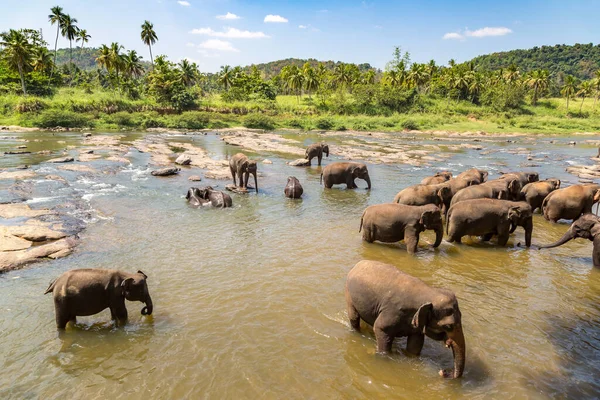 Стадо Слонов Детском Доме Слонов Шри Ланке — стоковое фото