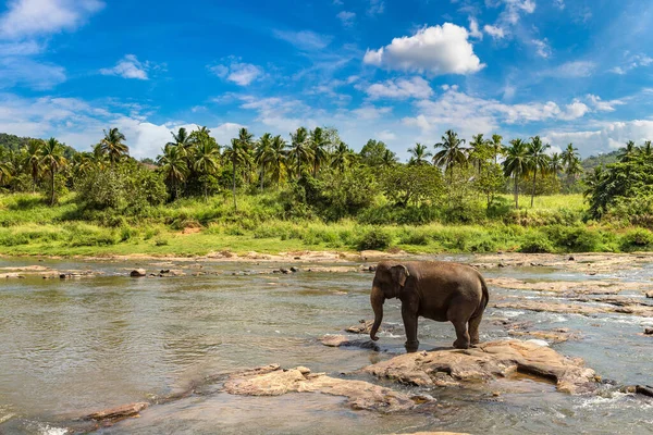 Elefante Único Rio Sri Lanka — Fotografia de Stock