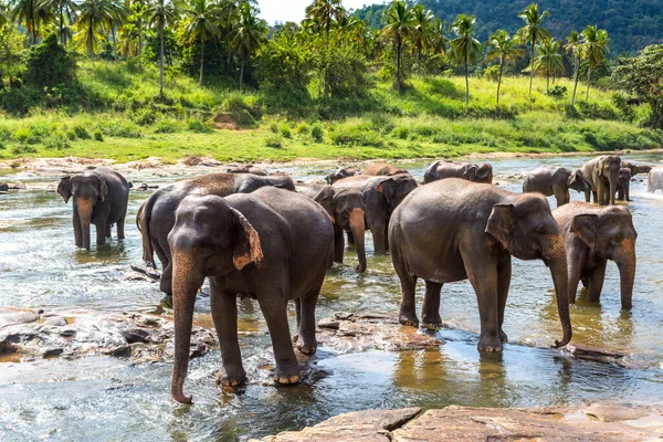 Rebanho Elefantes Sri Lanka Dia Verão — Fotografia de Stock