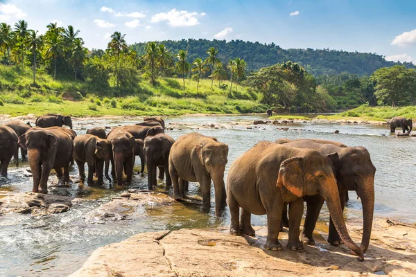 Troupeau Éléphants Sri Lanka Dans Une Journée Été — Photo