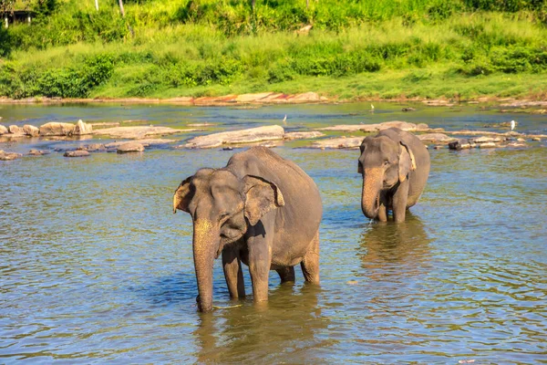 Rebanho Elefantes Rio Centro Sri Lanka Dia Verão — Fotografia de Stock