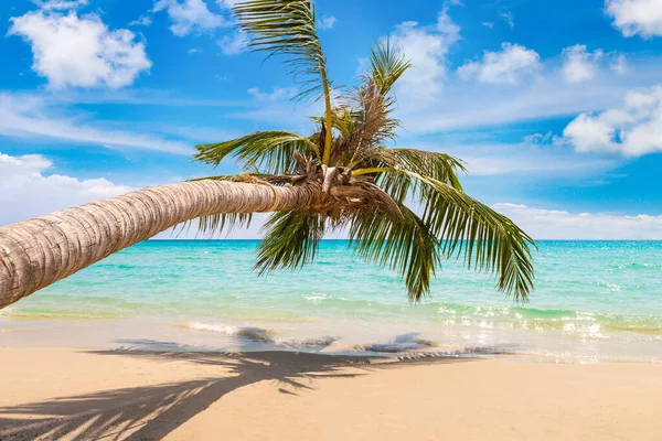 晴れた日に熱帯のビーチにぶら下がっているシングルパームツリー — ストック写真