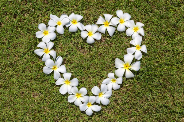 Herz Aus Frangipani Blüten Plumeria Auf Einem Grashintergrund — Stockfoto