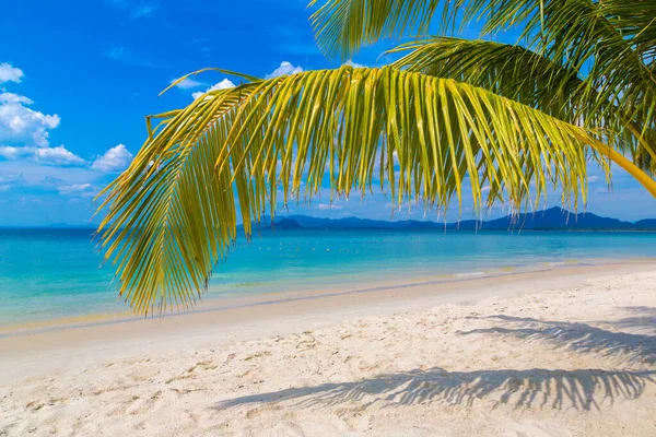 白い砂で熱帯のビーチにぶら下がっているヤシの木の枝 — ストック写真