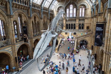 LONDON, İngiltere - 18 Haziran 2022: Londra Doğal Tarih Müzesi ve Londra 'daki ana salonda mavi balina iskeleti
