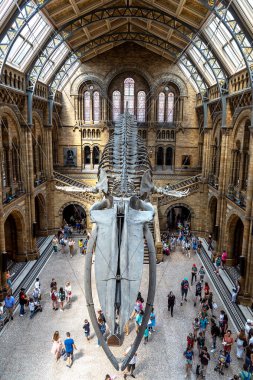 LONDON, İngiltere - 18 Haziran 2022: Londra Doğal Tarih Müzesi ve Londra 'daki ana salonda mavi balina iskeleti