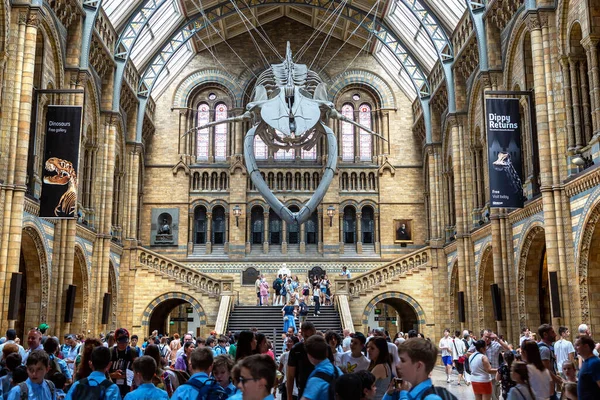 ロンドン 2022年6月18日 ロンドン自然史博物館の内部と英国ロンドンの本堂にある青い鯨骨 — ストック写真