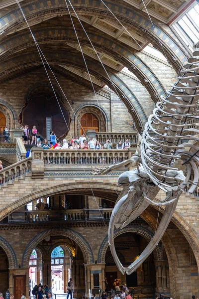 ロンドン 2022年6月18日 ロンドン自然史博物館の内部と英国ロンドンの本堂にある青い鯨骨 — ストック写真