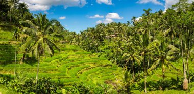 Güneşli bir günde Bali, Endonezya 'da Tegallalang pirinç tarlası panoraması