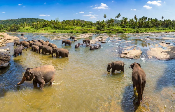 Panorama Des Éléphants Sur Sri Lanka — Photo