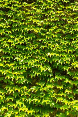Güneşli bir günde doğal sarmaşık yeşili arka plan ve yaprak duvar ve doku