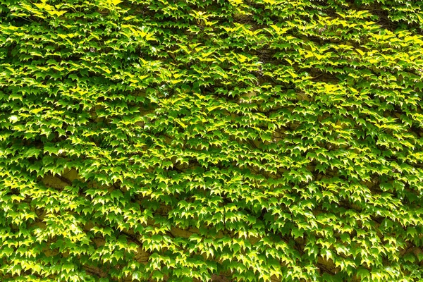 Fond Vert Lierre Naturel Mur Feuilles Texture Dans Journée Ensoleillée — Photo
