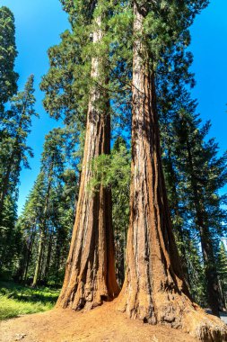 Sequoia Ulusal Parkı 'ndaki Giant Sequoia, ABD