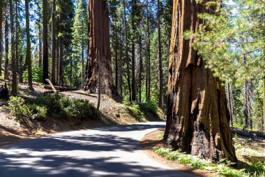 Kaliforniya 'daki Sequoia Ulusal Parkı' nda Giant Sequoia 'dan geçen bir yol.