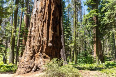 Sequoia Ulusal Parkı 'ndaki Giant Sequoia, ABD