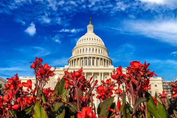 United States Capitol Building Gladiolus Flowers Summer Day Washington Usa — Stock Photo, Image