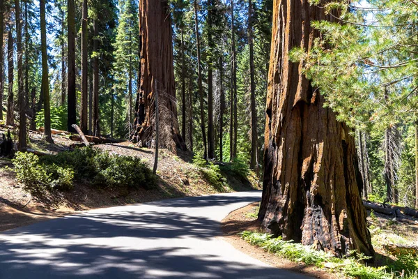 Una Carretera Través Giant Sequoia Parque Nacional Sequoia California — Foto de Stock