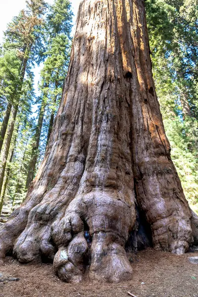 General Sherman Tree Giant Sequoia Sequoia National Park California Usa — Stock Photo, Image