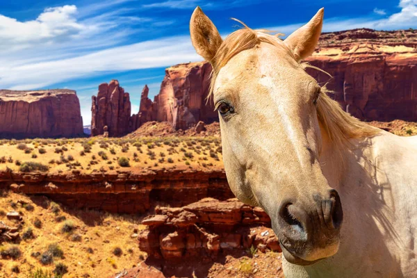 White horse at Monument Valley a sunny day, Arizona, USA